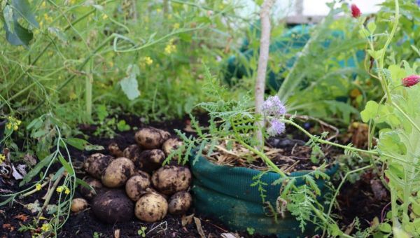 How to Grow Potatoes