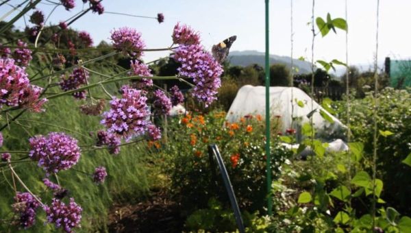 verbena-bonaresis-and-the-vegie-patch-ediblebackyard-nz