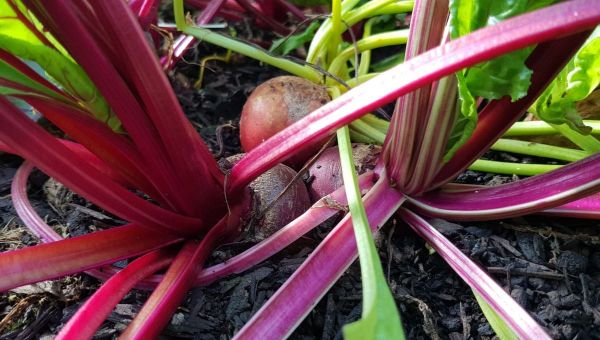 How To Grow Beetroot