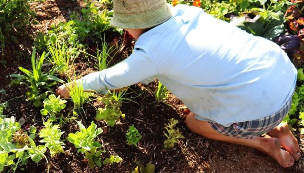 Easy Peasy Crop Rotation