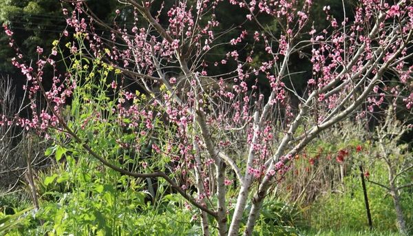 Grow Your Own Peach Tree