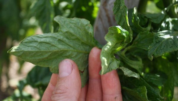 5 ways to manage Tomato Potato Psyllid