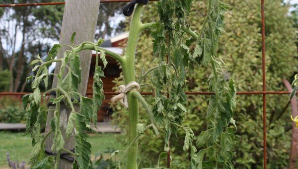 Help, My Tomato Has Wilted!
