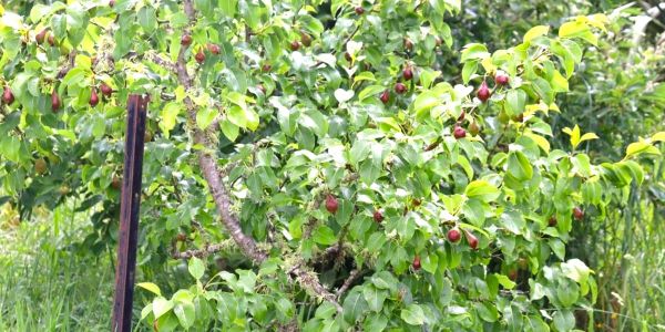 December Fruit Tree To-Do List