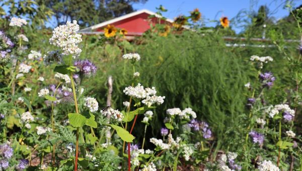 A Planting Plan to Entice the Beneficial Insects