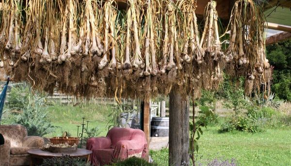 How to grow garlic