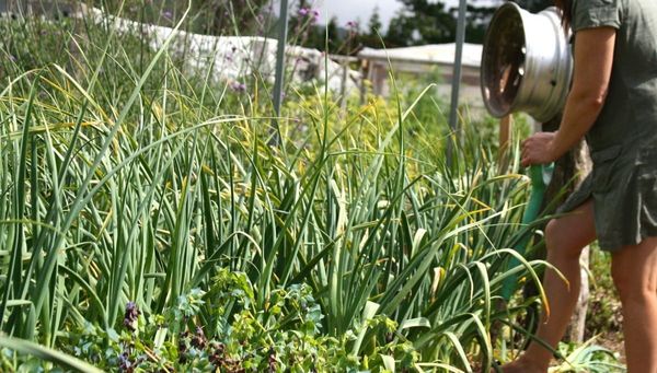 How (and When) to Harvest Garlic