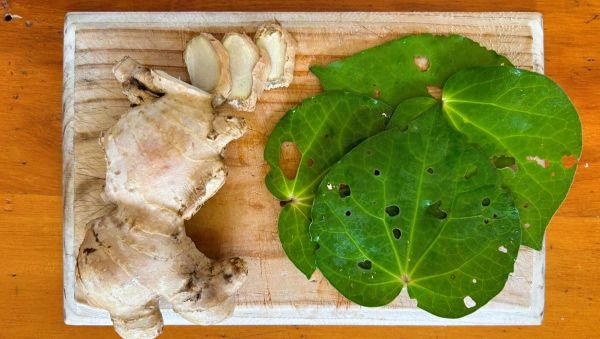 Kawakawa + Ginger Tea