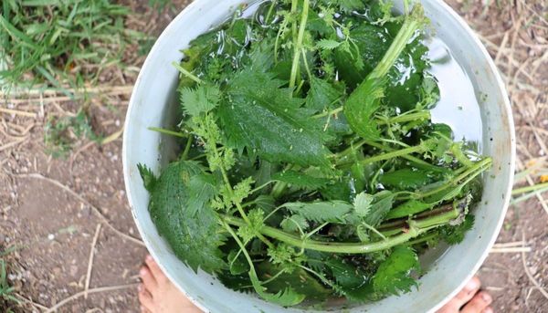 Homemade liquid feed