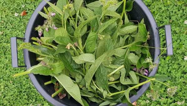 Mineral Rich Comfrey: A Garden Essential!