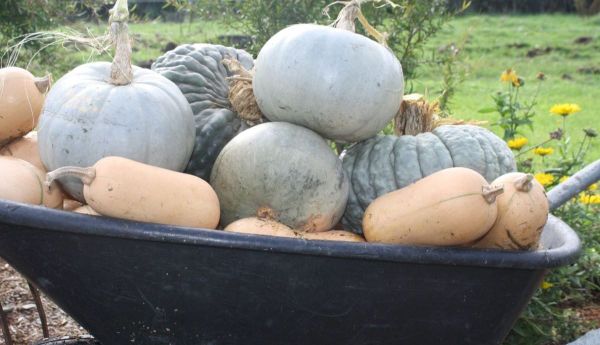Harvest Smarts - Squash, Pumpkin + Kumara