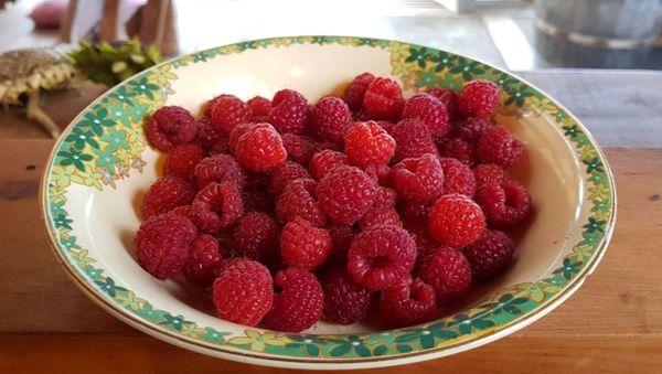 How To Prune Raspberries