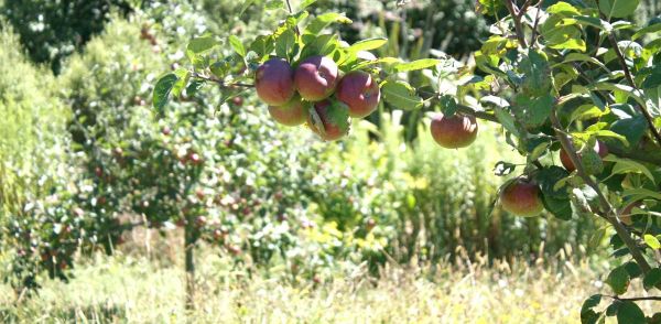 January Fruit Tree To-Do List