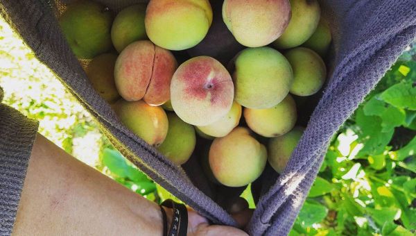 February Fruit Tree To-Do List