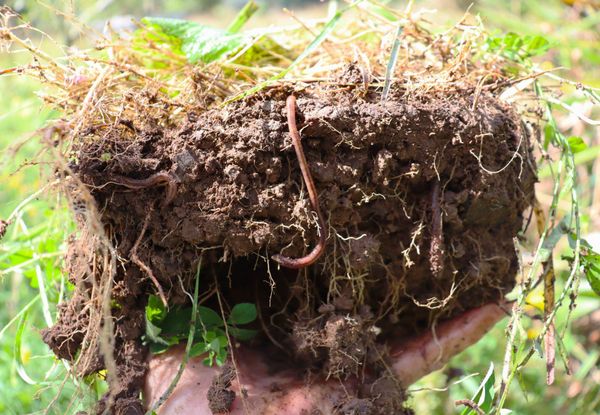 Simply Gardening: #1 Soil Health