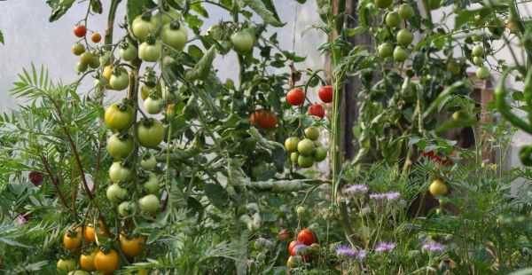 Simply Gardening #5 Tomatoes, Driveway Weeds + Blackberry