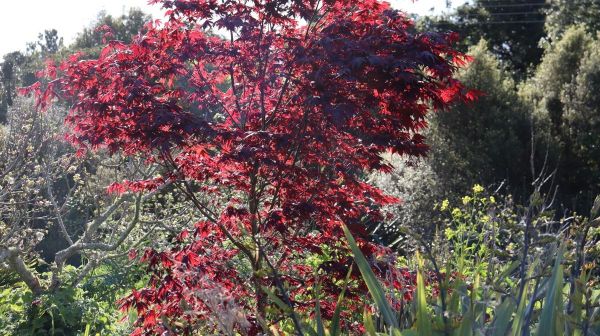 Your tree planting checklist