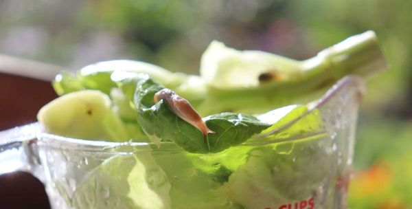 How to deal with slugs and snails