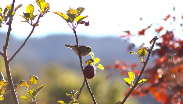 June fruit tree to do list