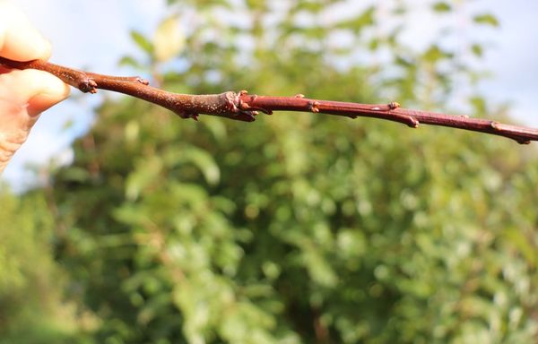 July's Fruit Tree To-Do List
