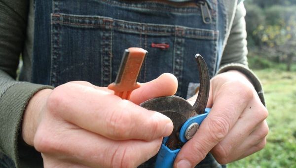 5 Golden Pruning Rules