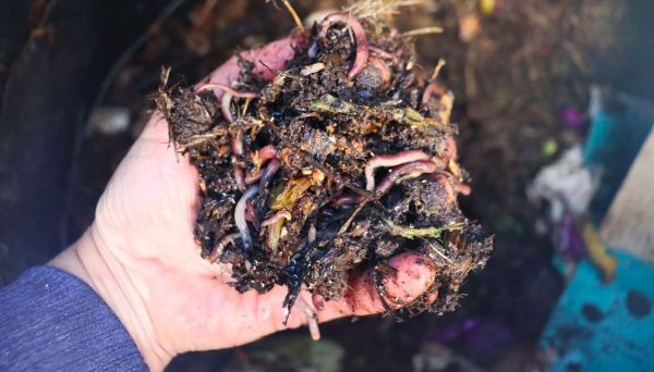 Your essential worm farm check-in