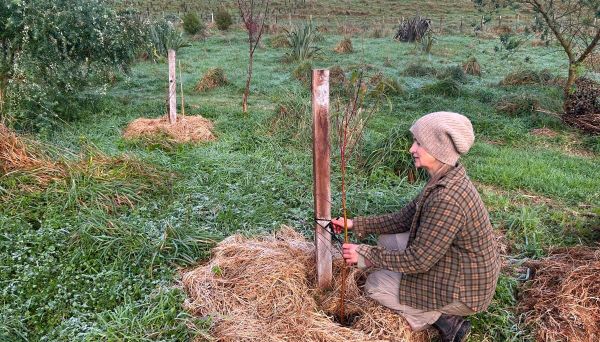 How to Plant + Prune Deciduous Fruit Trees