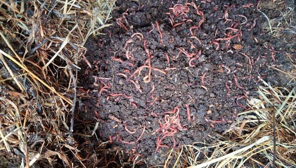 Worm farm FAQ's