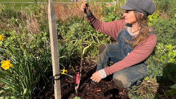 How to Plant + Prune Deciduous Fruit Trees