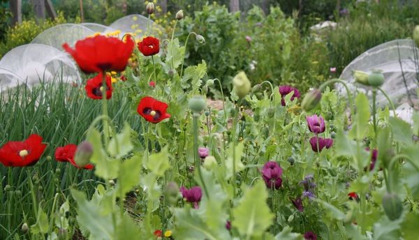 🌻September in the Vegie Patch, Fruit Tree To-do's, Weed Smarter + Prune Tamarillos 🌻