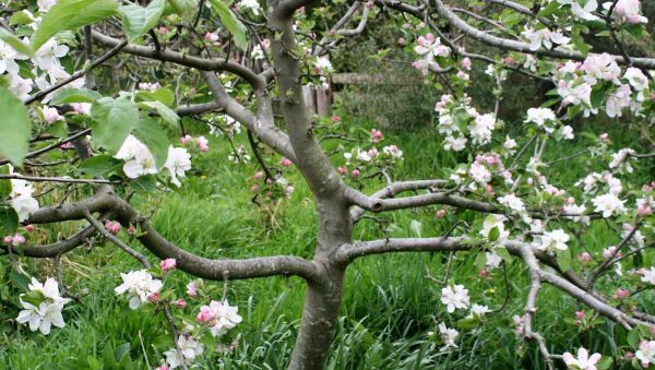 October Fruit Tree To-Do List