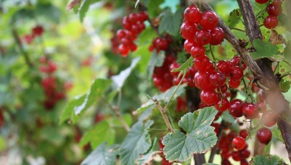 How To Prune Redcurrants And Blackcurrants