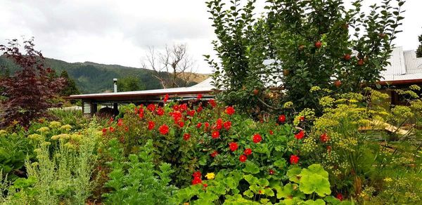 Planning for tree planting season: a checklist