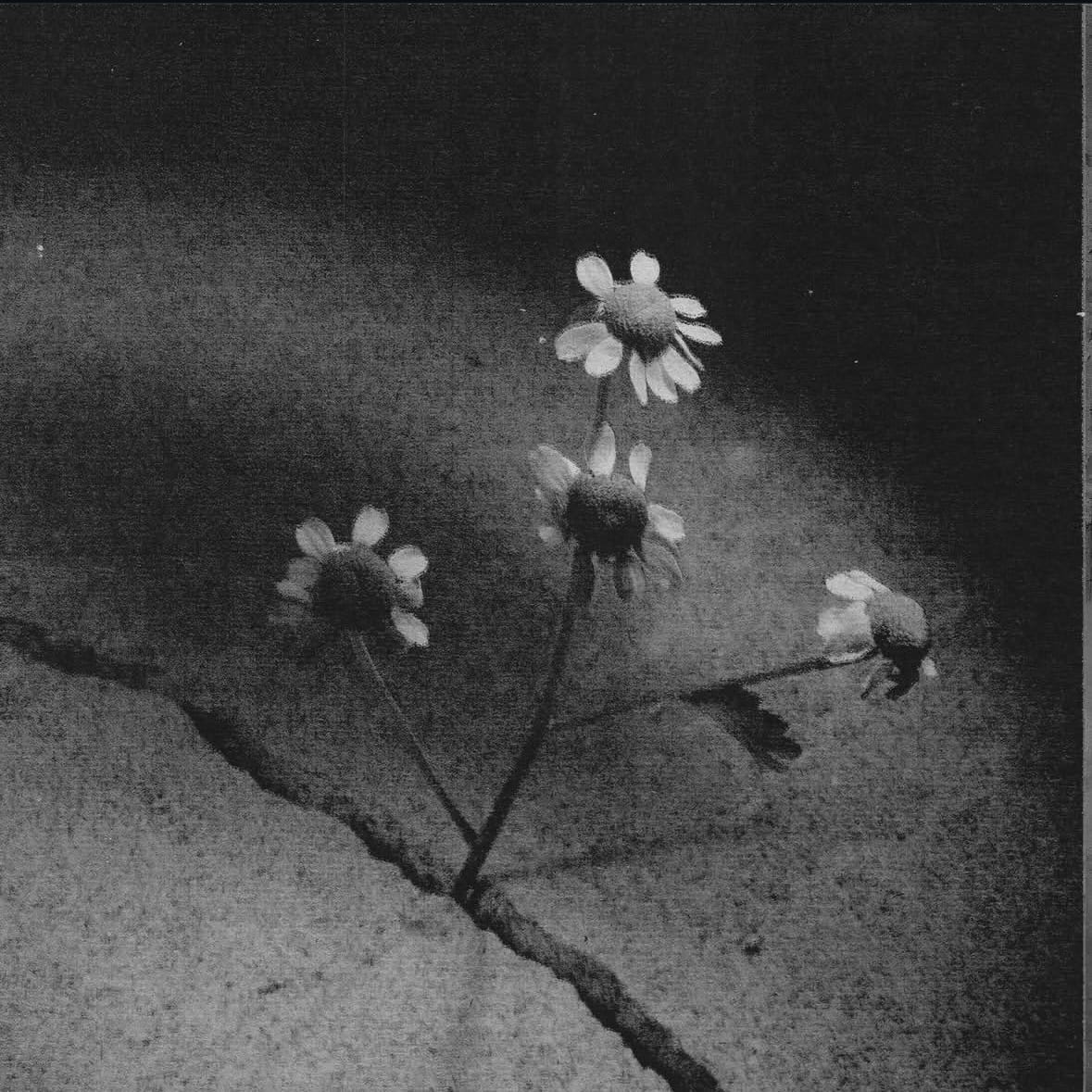 Промо к альбому «petal»