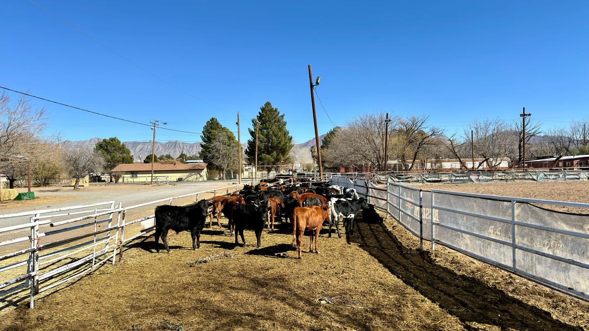 Herd of cattle gathered in a fenced corral at Rio Grande Valley Ranch RV Resort near El Paso, with mountains in the distance.