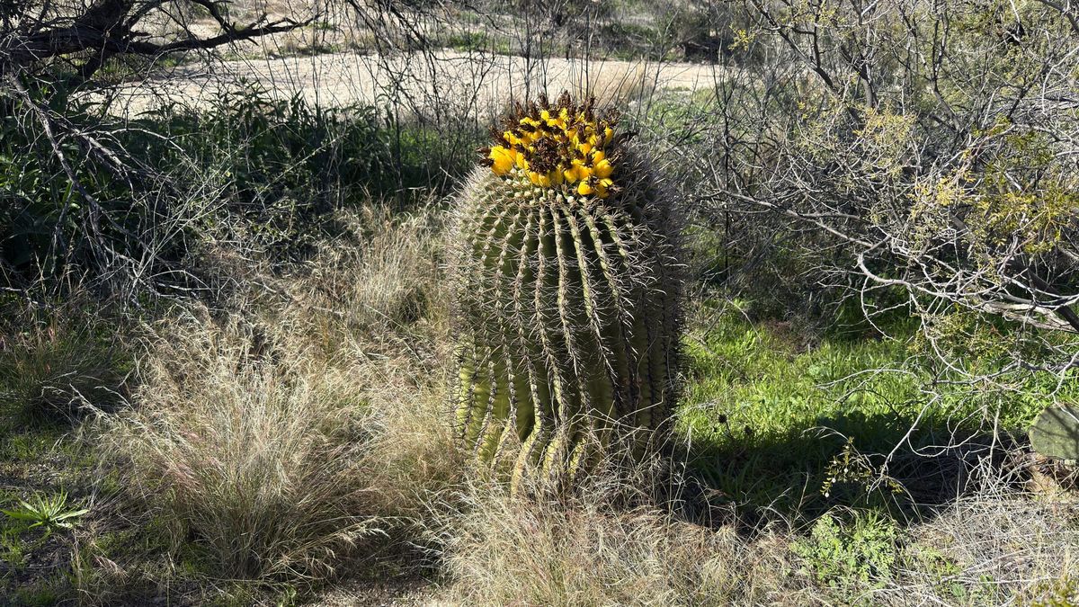Barrel cactus topped with yellow fruits, surrounded by desert grass and shrubs in Saguaro National Park.