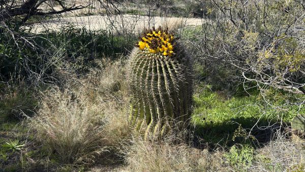 Barrel cactus topped with yellow fruits, surrounded by desert grass and shrubs in Saguaro National Park.