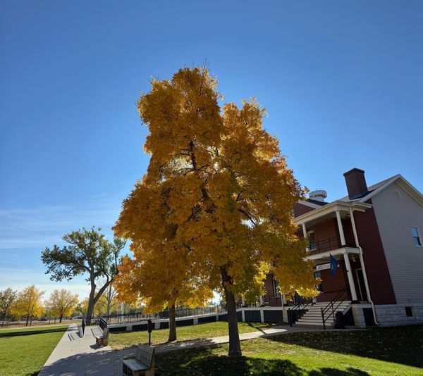 Historic building at Fort Robinson State Park beside a large tree with bright yellow fall leaves under a clear blue sky.