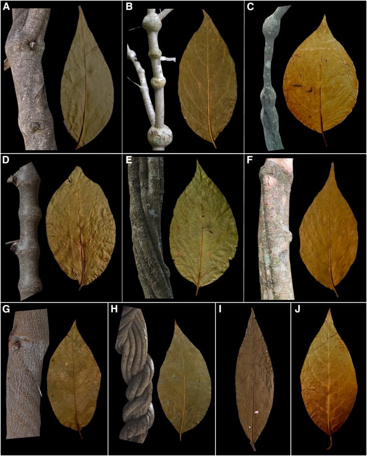 Morphological diversity of&nbsp;B. caapi&nbsp;and&nbsp;D. cabrerana (A–G) Stem and leaf diversity. (A)&nbsp;Arara. (B)&nbsp;Caupuri. (C)&nbsp;Caupuri-de-nós-longos&nbsp;(Spruce). (D)&nbsp;Hybrid. (E)&nbsp;Ourinho. (F)&nbsp;Pajezinho. (G)&nbsp;Quebrador. (H)&nbsp;Tucunaca. (I and J) Leaves. (I)&nbsp;D. cabrerana.&nbsp;(J)&nbsp;Cabi.