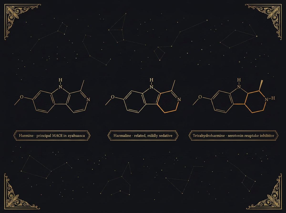 Engraved triptych comparing three β-carbolines: harmine (aromatic), harmaline (3,4-dihydro), tetrahydroharmine (fully reduced). Differences in amber.