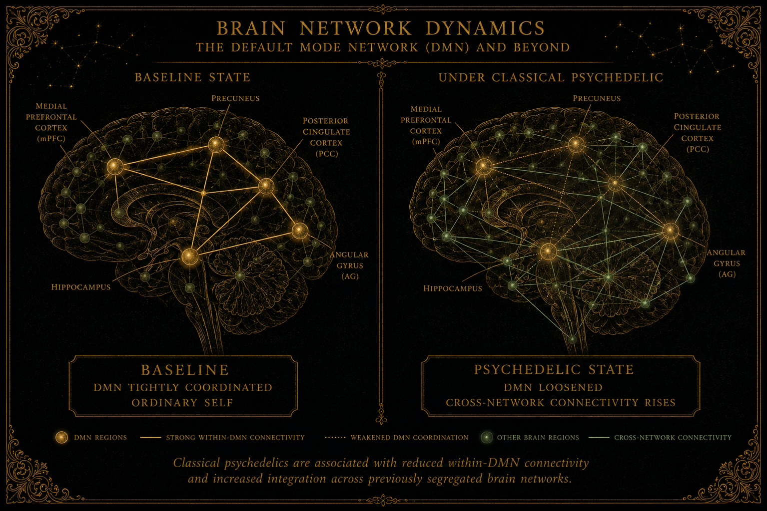 Side-by-side diagram comparing baseline DMN (tightly coordinated, ordinary self) with psychedelic state (DMN loosened, cross-network connectivity rises).