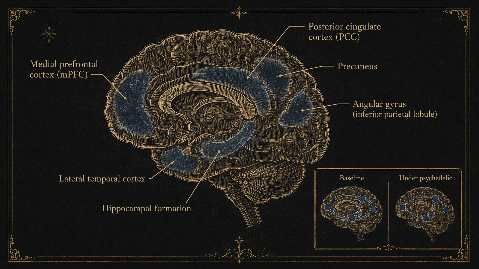 Engraved-style medial brain showing Default Mode Network regions in deep blue: mPFC, PCC, precuneus, angular gyrus, lateral temporal, hippocampus.