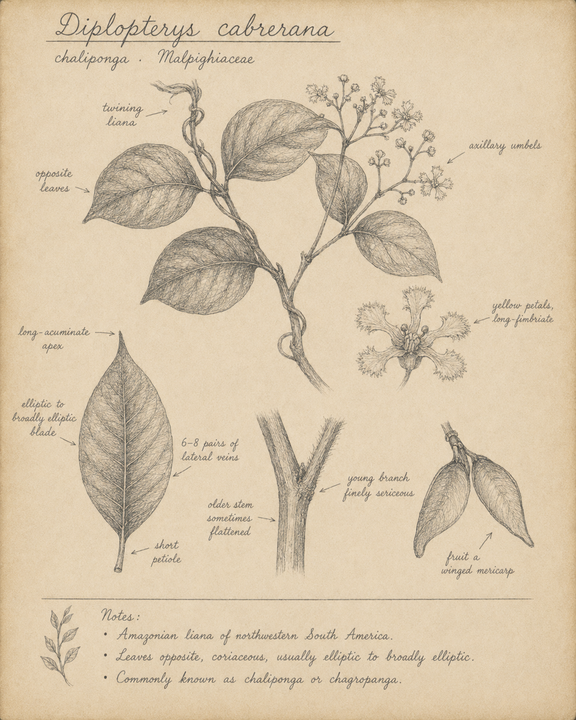  Botanical illustration of Diplopterys cabrerana showing twining liana, opposite leaves, axillary umbels with yellow petals, and winged fruit.