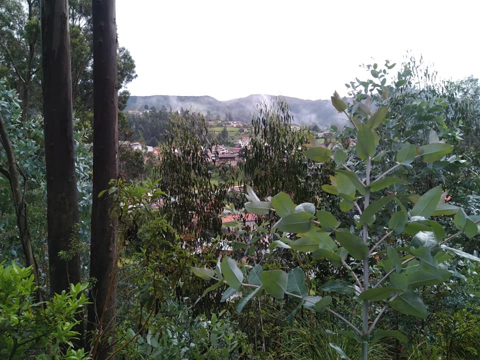 View through eucalyptus trees of a hillside town surrounded by Andean foothills, mist rising from green valleys, southeastern Ecuador.