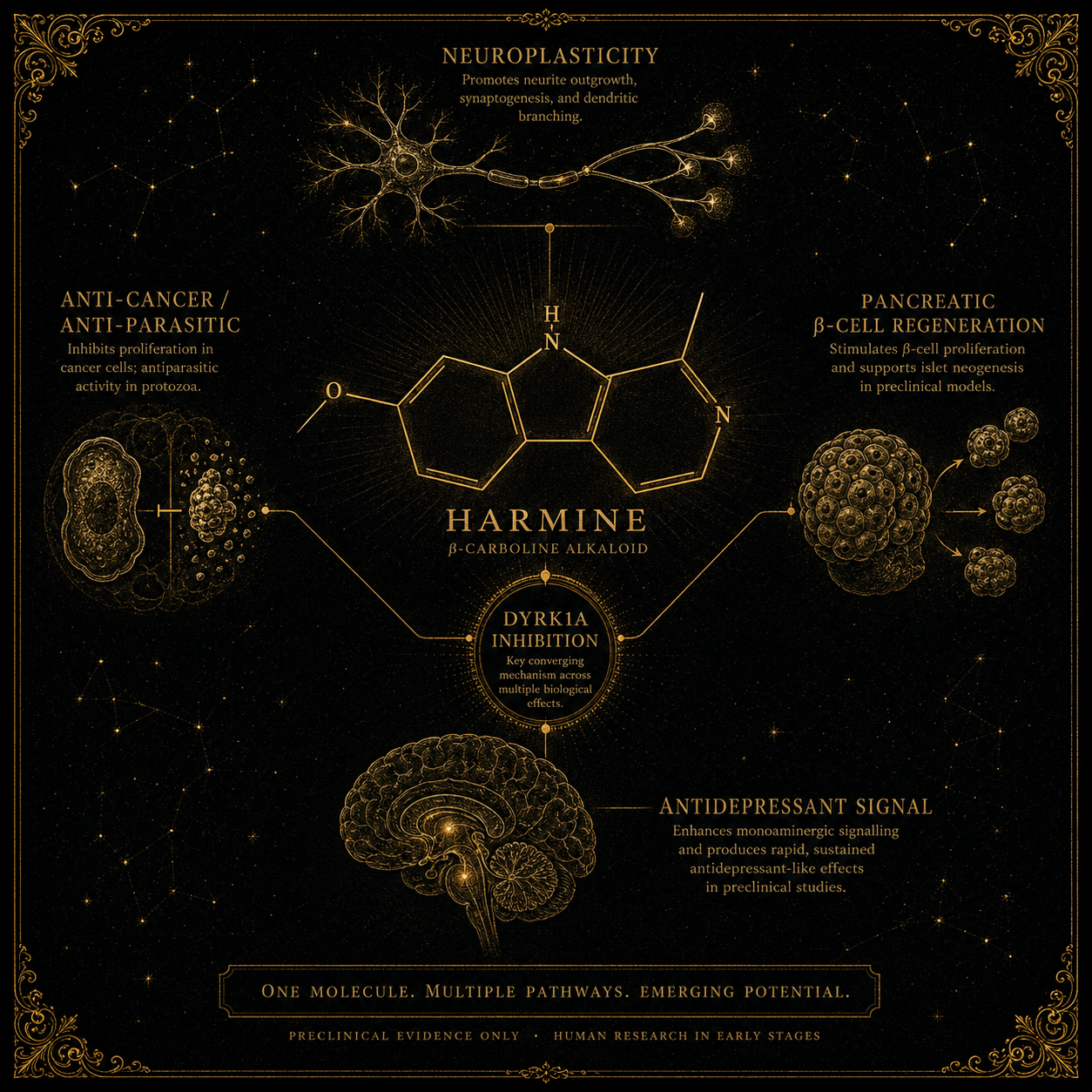 Radial diagram of harmine's four research strands — neuroplasticity, β-cell regeneration, antidepressant signal, anti-cancer — converging through DYRK1A.