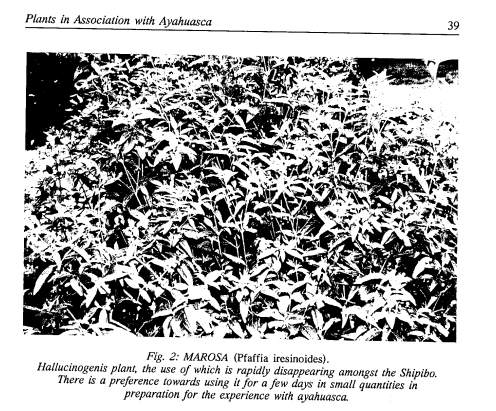 Black and white field photograph of marosa, a Shipibo preparatory plant used before ayahuasca, leafy bushes in dense growth.