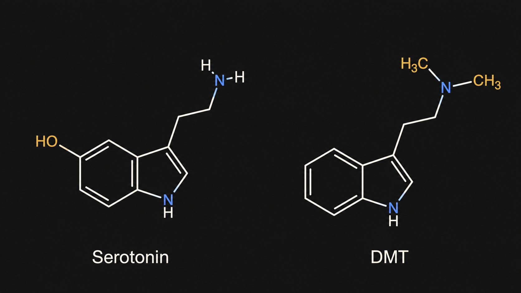 Side-by-side chemical structure diagrams comparing serotonin (left) and N,N-dimethyltryptamine (right). The two molecules share an indole ring and ethylamine side chain. Differences are highlighted: serotonin has a hydroxyl group at the 5-position of the indole ring; DMT lacks this hydroxyl but has two methyl groups attached to its terminal nitrogen.