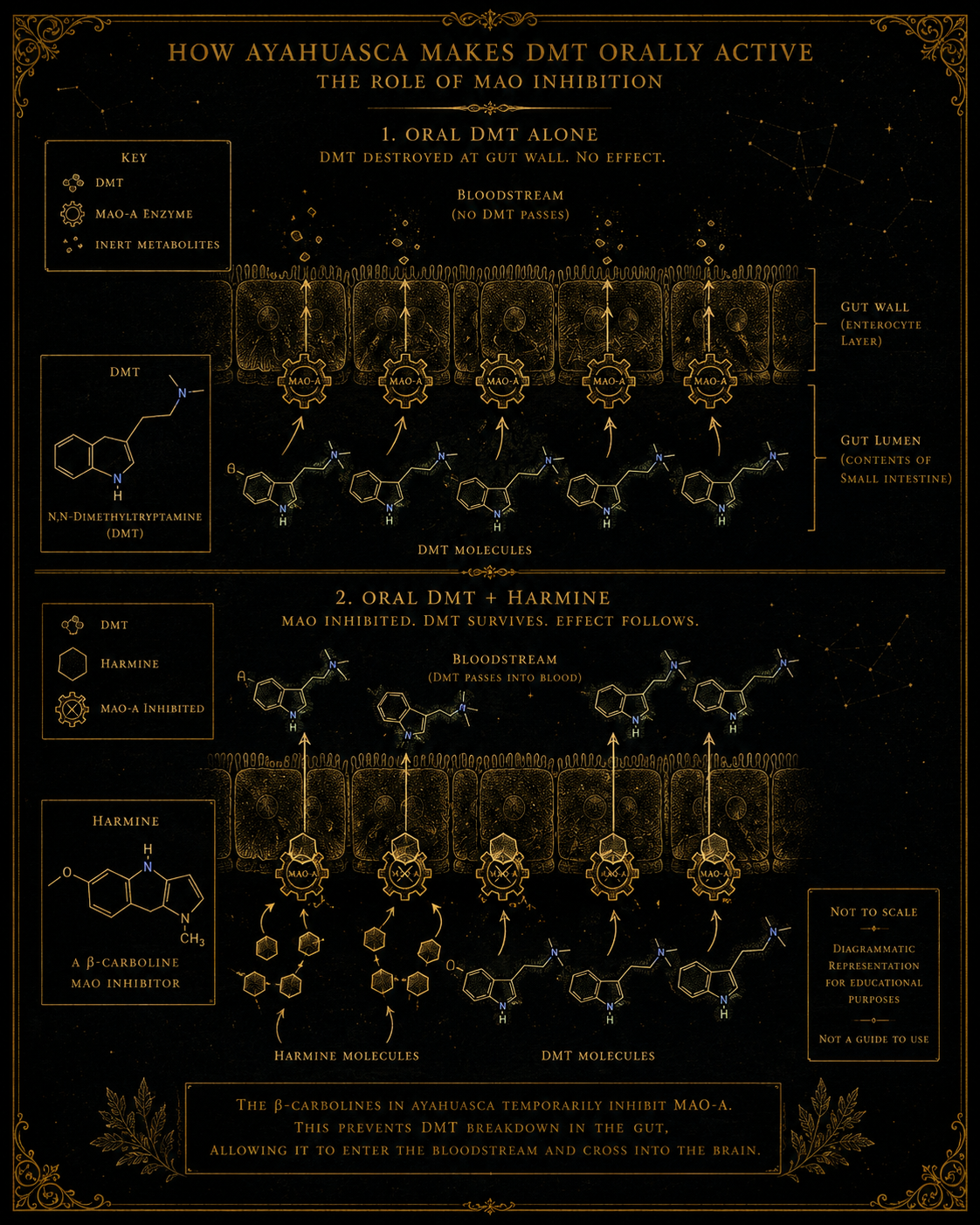 Two-panel diagram: oral DMT alone is destroyed by MAO-A at the gut wall; oral DMT plus harmine survives because harmine inhibits MAO-A first.