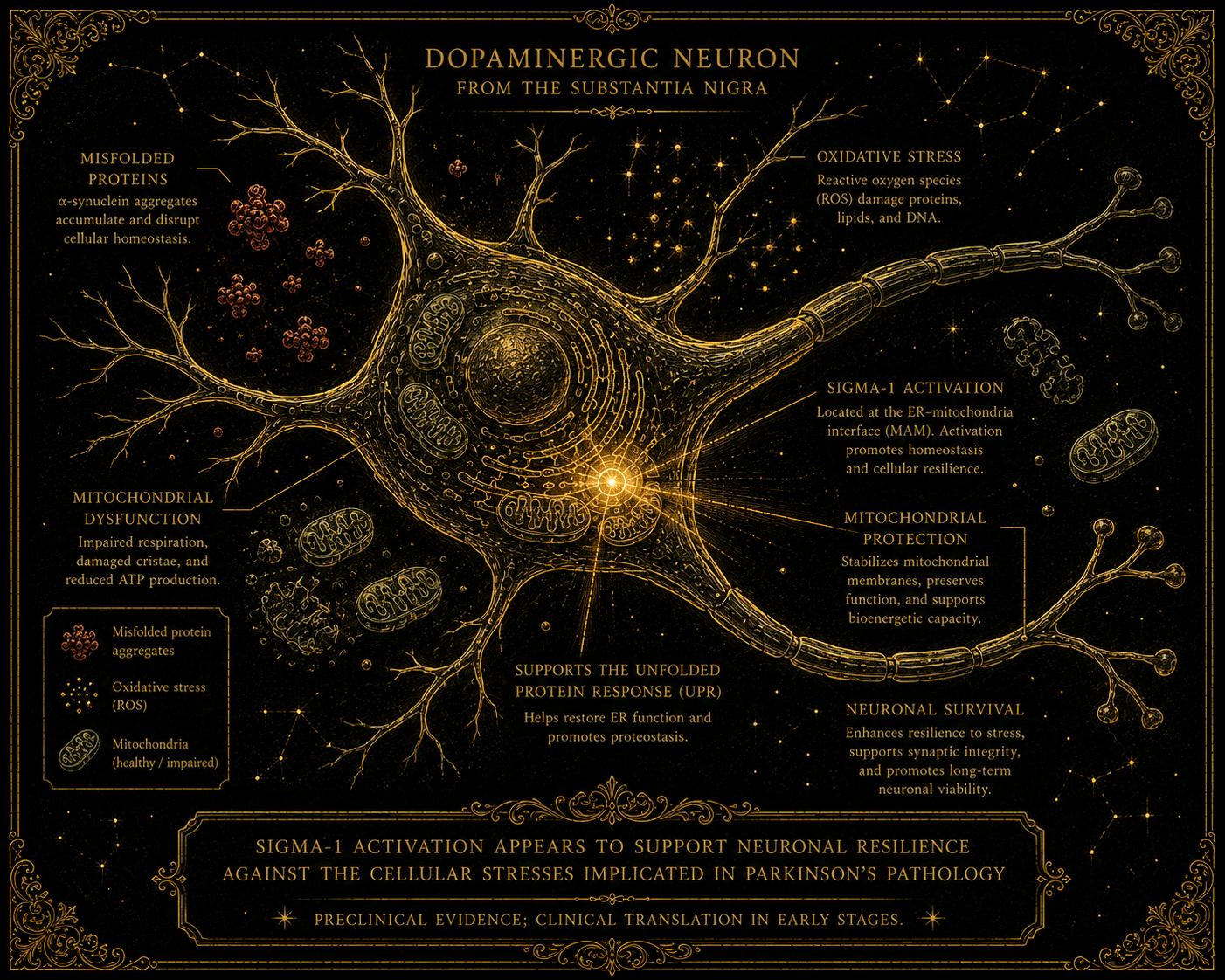Dopaminergic neuron showing sigma-1 activation protecting against the misfolded proteins and mitochondrial stress implicated in Parkinson's pathology.