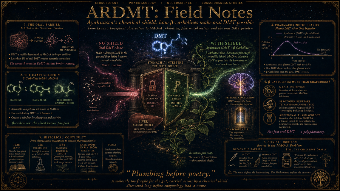 β-Carbolines and the MAO-A barrier: how ayahuasca makes oral DMT possible
